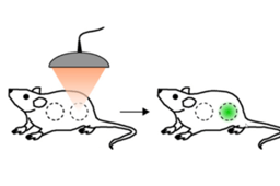 Bacterial thermostats with therapeutic potential 